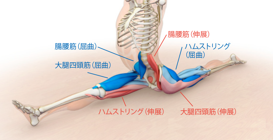 東御,整体,頭痛,肩こり,腰痛,指圧,経絡,筋膜リリース,マッサージ,180度開脚