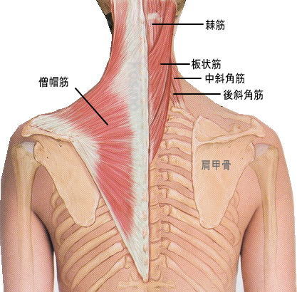 東御市,上田市,小諸市,整体,指圧,ほぐしや,マッサージ,腰と肩の筋肉の関連性