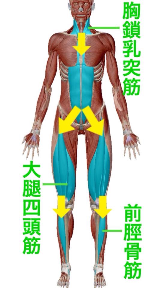 東御市,上田市,小諸市,整体,指圧,ほぐしや,反り腰に関連する筋肉