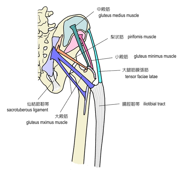 筋膜整体＆経絡指圧　東御　整体　ほぐしや 膝痛について
