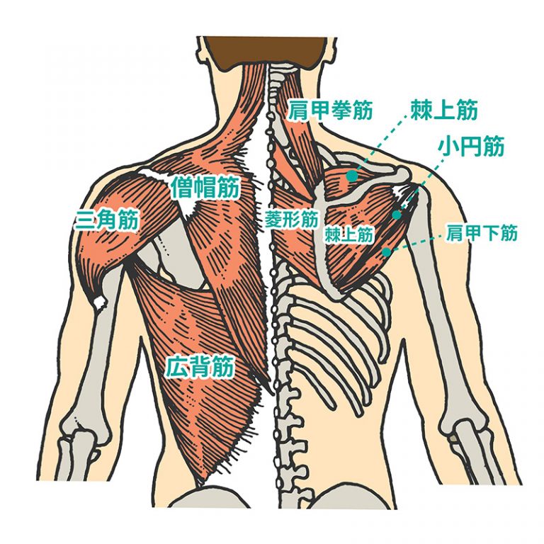 東御,整体,頭痛,肩こり,腰痛,指圧,経絡,らせん,筋膜,マッサージ