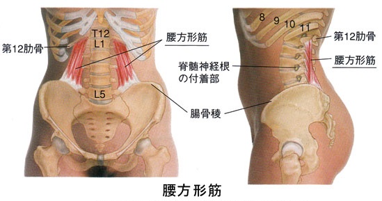 東御市,上田市,小諸市,整体,指圧,ほぐしや,マッサージ,腰と肩の筋肉の関連性