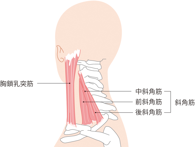 東御,整体,頭痛,肩こり,腰痛,指圧,経絡,らせん,筋膜,マッサージ