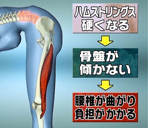 ハムストリングスが硬い意外な原因と ...