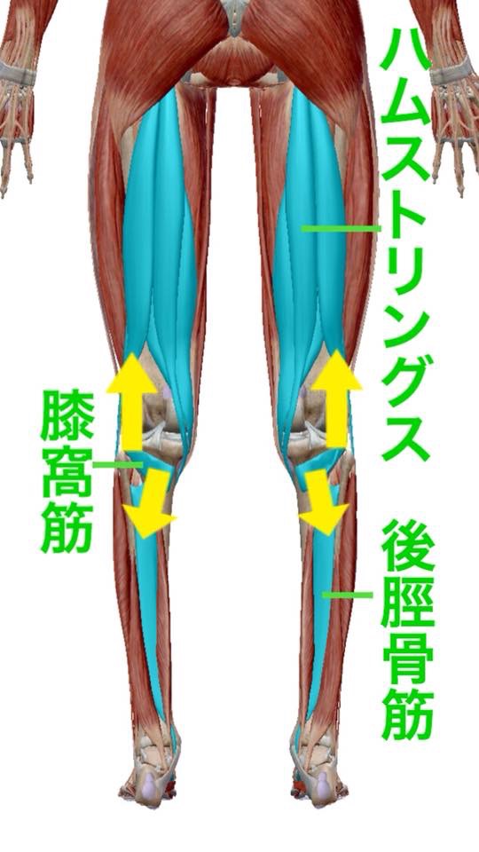 東御市,上田市,小諸市,整体,指圧,ほぐしや,反り腰に関連する筋肉